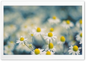 Chamomile Flowers Macro Ultra HD Wallpaper for 4K UHD Widescreen desktop, tablet & smartphone