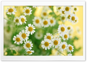 Chamomile Macro Ultra HD Wallpaper for 4K UHD Widescreen desktop, tablet & smartphone