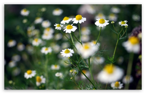 Chamomile Plant UltraHD Wallpaper for UHD 16:9 2160p 1440p 1080p 900p 720p ; 8K UHD TV 16:9 Ultra High Definition 2160p 1440p 1080p 900p 720p ; Widescreen 16:10 5:3 WHXGA WQXGA WUXGA WXGA WGA ; Fullscreen 4:3 5:4 3:2 UXGA XGA SVGA QSXGA SXGA DVGA HVGA HQVGA ( Apple PowerBook G4 iPhone 4 3G 3GS iPod Touch ) ; Tablet 1:1 ; Mobile 3:5 3:4 - ;