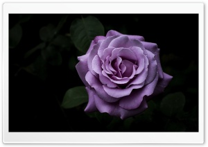 Charles de Gaulle Rose in the Dark 4K UHD Wallpaper for Widescreen and UltraWide Desktop, UltraHD TV, Smartphone, Tablet