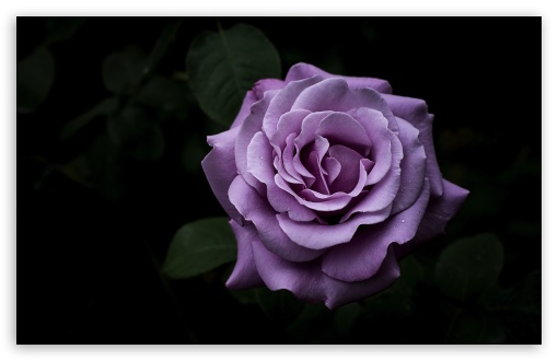 Charles de Gaulle Rose in the Dark UltraHD Wallpaper for UHD 16:9 ; HD 16:9 ; UltraWide 21:9 24:10 32:9 32:10 ; Widescreen 16:10 5:3 ; Fullscreen 4:3 5:4 3:2 ; Tablet 1:1 ; Mobile 9:16 9:19.5 9:20 9:21 9:22 10:16 2:3 3:5 3:4 ; Dual 16:10 5:3 16:9 4:3 5:4 3:2 ; Triple 16:10 5:3 16:9 4:3 5:4 3:2 ;