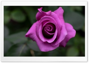 Charles de Gaulle Rose Macro 4K UHD Wallpaper for Widescreen and UltraWide Desktop, UltraHD TV, Smartphone, Tablet