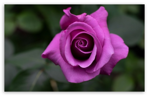 Charles de Gaulle Rose Macro UltraHD Wallpaper for UHD 16:9 ; HD 16:9 ; UltraWide 21:9 24:10 32:9 32:10 ; Widescreen 16:10 5:3 ; Fullscreen 4:3 5:4 3:2 ; Tablet 1:1 ; Mobile 9:16 9:19.5 9:20 9:21 9:22 10:16 2:3 3:5 3:4 ; Dual 16:10 5:3 16:9 4:3 5:4 3:2 ;