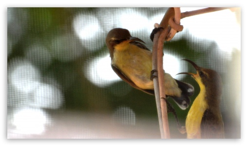 chatting birds UltraHD Wallpaper for HD 16:9 ;