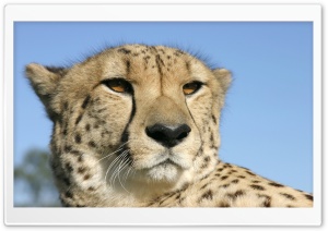 Cheetah 3 Ultra HD Wallpaper for 4K UHD Widescreen desktop, tablet & smartphone