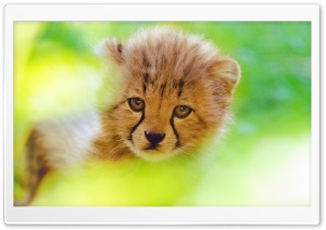 Cheetah Cub Face Ultra HD Wallpaper for 4K UHD Widescreen desktop, tablet & smartphone