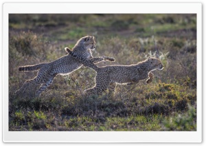 Cheetah Cubs Running Ultra HD Wallpaper for 4K UHD Widescreen desktop, tablet & smartphone