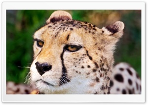 Cheetah Face Ultra HD Wallpaper for 4K UHD Widescreen desktop, tablet & smartphone
