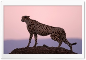 Cheetah Habitat Ultra HD Wallpaper for 4K UHD Widescreen desktop, tablet & smartphone