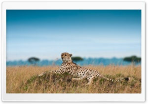 Cheetah Lying Down Ultra HD Wallpaper for 4K UHD Widescreen desktop, tablet & smartphone