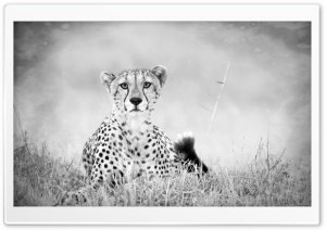Cheetah Monochrome Ultra HD Wallpaper for 4K UHD Widescreen desktop, tablet & smartphone
