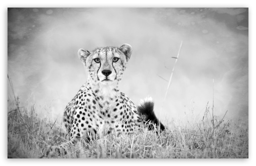 Cheetah Monochrome UltraHD Wallpaper for Wide 16:10 5:3 Widescreen WHXGA WQXGA WUXGA WXGA WGA ; 8K UHD TV 16:9 Ultra High Definition 2160p 1440p 1080p 900p 720p ; Standard 4:3 5:4 3:2 Fullscreen UXGA XGA SVGA QSXGA SXGA DVGA HVGA HQVGA ( Apple PowerBook G4 iPhone 4 3G 3GS iPod Touch ) ; Tablet 1:1 ; iPad 1/2/Mini ; Mobile 4:3 5:3 3:2 16:9 5:4 - UXGA XGA SVGA WGA DVGA HVGA HQVGA ( Apple PowerBook G4 iPhone 4 3G 3GS iPod Touch ) 2160p 1440p 1080p 900p 720p QSXGA SXGA ;