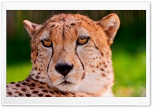 Cheetah Portrait Ultra HD Wallpaper for 4K UHD Widescreen desktop, tablet & smartphone
