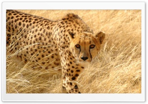 Cheetah Wildlife Ultra HD Wallpaper for 4K UHD Widescreen desktop, tablet & smartphone