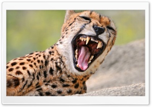 Cheetah Yawning Ultra HD Wallpaper for 4K UHD Widescreen desktop, tablet & smartphone