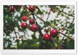 Cherries Branch Ultra HD Wallpaper for 4K UHD Widescreen desktop, tablet & smartphone
