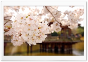Cherry Blossom 1 Ultra HD Wallpaper for 4K UHD Widescreen desktop, tablet & smartphone