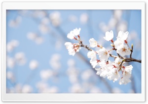 Cherry Blossom And Blue Sky Ultra HD Wallpaper for 4K UHD Widescreen desktop, tablet & smartphone