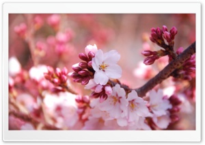 Cherry Blossom Buds Ultra HD Wallpaper for 4K UHD Widescreen desktop, tablet & smartphone