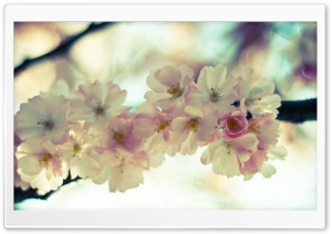 Cherry Blossom Close-Up Ultra HD Wallpaper for 4K UHD Widescreen desktop, tablet & smartphone