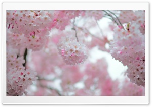 Cherry Blossom Depth of Field Ultra HD Wallpaper for 4K UHD Widescreen desktop, tablet & smartphone