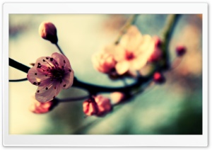 Cherry Blossom In Spring Ultra HD Wallpaper for 4K UHD Widescreen desktop, tablet & smartphone