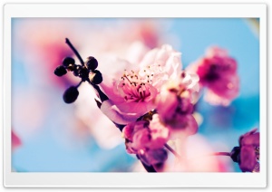 Cherry Blossom Macro Ultra HD Wallpaper for 4K UHD Widescreen desktop, tablet & smartphone