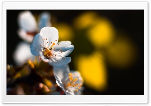 Cherry Blossom Macro Ultra HD Wallpaper for 4K UHD Widescreen desktop, tablet & smartphone