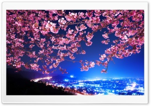 Cherry Blossom Night Ultra HD Wallpaper for 4K UHD Widescreen Desktop, Lockscreen, Screensaver, TV, Tablet, Smartphone