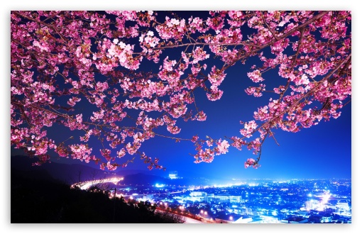 Cherry Blossom Night UltraHD Wallpaper for Wide 16:10 Widescreen WHXGA WQXGA WUXGA WXGA ;