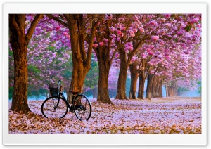Cherry Blossom Path with a Solitary Bicycle 4K UHD Wallpaper for Widescreen and UltraWide Desktop, UltraHD TV, Smartphone, Tablet