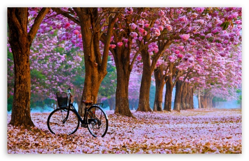 Cherry Blossom Path with a Solitary Bicycle UltraHD Wallpaper for UHD 16:9 ; HD 16:9 ; UltraWide 21:9 24:10 ; Widescreen 16:10 5:3 ; Fullscreen 4:3 5:4 3:2 ; Tablet 1:1 ;