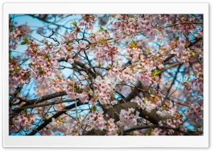 Cherry Blossom Seoul Ultra HD Wallpaper for 4K UHD Widescreen desktop, tablet & smartphone