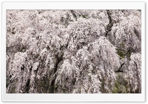 Cherry Blossom Tree Japan Ultra HD Wallpaper for 4K UHD Widescreen desktop, tablet & smartphone