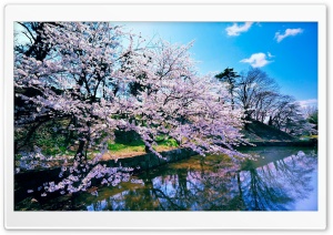 Cherry Blossom Trees Ultra HD Wallpaper for 4K UHD Widescreen desktop, tablet & smartphone