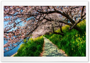 Cherry Blossom Tunnel Ultra HD Wallpaper for 4K UHD Widescreen desktop, tablet & smartphone