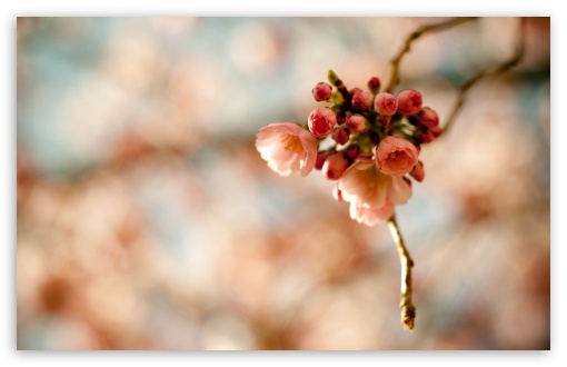 Cherry Blossoms UltraHD Wallpaper for Wide 16:10 5:3 Widescreen WHXGA WQXGA WUXGA WXGA WGA ; 8K UHD TV 16:9 Ultra High Definition 2160p 1440p 1080p 900p 720p ; UHD 16:9 2160p 1440p 1080p 900p 720p ; Standard 4:3 5:4 3:2 Fullscreen UXGA XGA SVGA QSXGA SXGA DVGA HVGA HQVGA ( Apple PowerBook G4 iPhone 4 3G 3GS iPod Touch ) ; Tablet 1:1 ; iPad 1/2/Mini ; Mobile 4:3 5:3 3:2 16:9 5:4 - UXGA XGA SVGA WGA DVGA HVGA HQVGA ( Apple PowerBook G4 iPhone 4 3G 3GS iPod Touch ) 2160p 1440p 1080p 900p 720p QSXGA SXGA ;