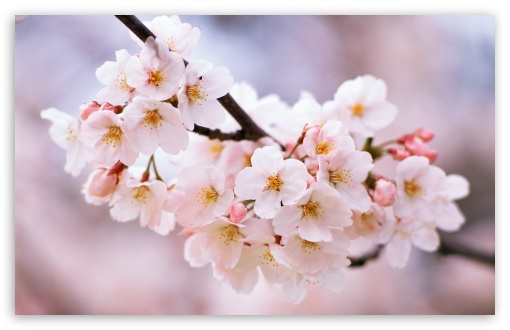 Cherry Blossoms UltraHD Wallpaper for UHD 16:9 ; HD 16:9 ; Widescreen 16:10 5:3 ; Fullscreen 4:3 5:4 3:2 ; Tablet 1:1 ; Mobile 3:5 3:4 ; Dual 4:3 5:4 ;