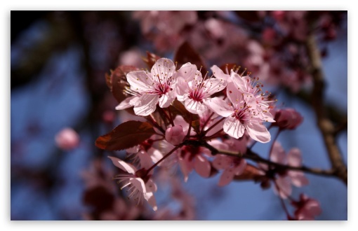 Cherry Blossoms UltraHD Wallpaper for UHD 16:9 2160p 1440p 1080p 900p 720p ; 8K UHD TV 16:9 Ultra High Definition 2160p 1440p 1080p 900p 720p ; UltraWide 32:9 32:10 ; Widescreen 16:10 5:3 WHXGA WQXGA WUXGA WXGA WGA ; Fullscreen 4:3 5:4 3:2 UXGA XGA SVGA QSXGA SXGA DVGA HVGA HQVGA ( Apple PowerBook G4 iPhone 4 3G 3GS iPod Touch ) ; Tablet 1:1 ; Mobile 3:5 3:4 - ; Dual 16:10 5:3 16:9 4:3 5:4 WHXGA WQXGA WUXGA WXGA WGA 2160p 1440p 1080p 900p 720p UXGA XGA SVGA QSXGA SXGA ;