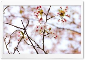 Cherry Blossoms At High Park Ultra HD Wallpaper for 4K UHD Widescreen desktop, tablet & smartphone