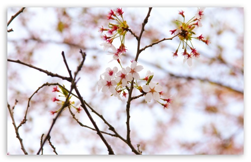 Cherry Blossoms At High Park UltraHD Wallpaper for UHD 16:9 2160p 1440p 1080p 900p 720p ; 8K UHD TV 16:9 Ultra High Definition 2160p 1440p 1080p 900p 720p ; Widescreen 16:10 5:3 WHXGA WQXGA WUXGA WXGA WGA ; Fullscreen 4:3 5:4 3:2 UXGA XGA SVGA QSXGA SXGA DVGA HVGA HQVGA ( Apple PowerBook G4 iPhone 4 3G 3GS iPod Touch ) ; Tablet 1:1 ; Mobile 3:4 - ; Dual 4:3 5:4 UXGA XGA SVGA QSXGA SXGA ;