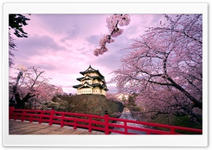Cherry Blossoms, Japan Ultra HD Wallpaper for 4K UHD Widescreen desktop, tablet & smartphone