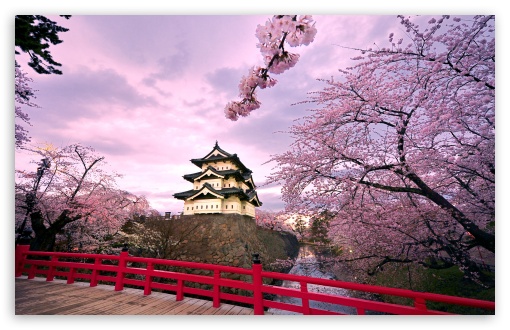 Japanese Cherry Blossom Laptop Wallpapers - Top Free Japanese Cherry Blossom  Laptop Backgrounds - WallpaperAccess