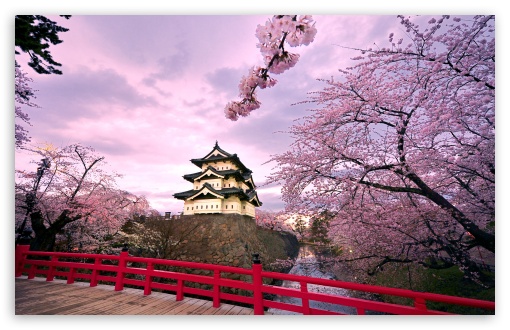 Japanese cherry blossom wallpaper Royalty Free Vector Image