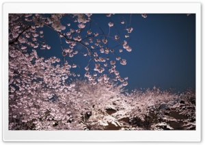 Cherry Blossoms Night Ultra HD Wallpaper for 4K UHD Widescreen desktop, tablet & smartphone