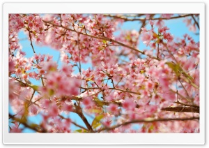 Cherry Blossons Ultra HD Wallpaper for 4K UHD Widescreen desktop, tablet & smartphone