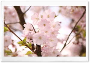 Cherry Branches Ultra HD Wallpaper for 4K UHD Widescreen desktop, tablet & smartphone