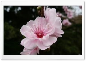 Cherry Flowers Ultra HD Wallpaper for 4K UHD Widescreen desktop, tablet & smartphone