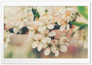 Cherry Flowers Ultra HD Wallpaper for 4K UHD Widescreen desktop, tablet & smartphone