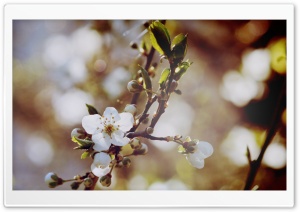 Cherry Flowers And Buds Ultra HD Wallpaper for 4K UHD Widescreen desktop, tablet & smartphone